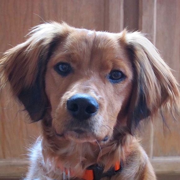 Meet your Posher, Nikki - Picture 1 of 1